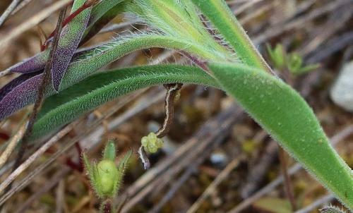 Réf. 321 747 : Macaria brunneata
